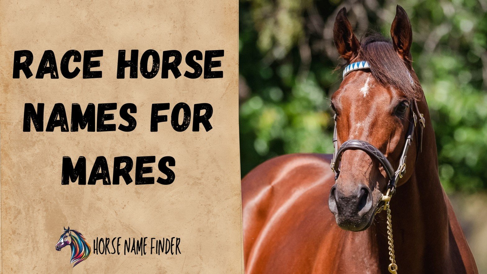 Race Horse Names for Mares